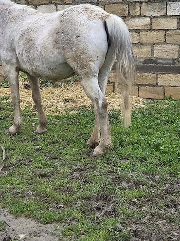 dovşan yemi: Dişi, il: 7 — 7