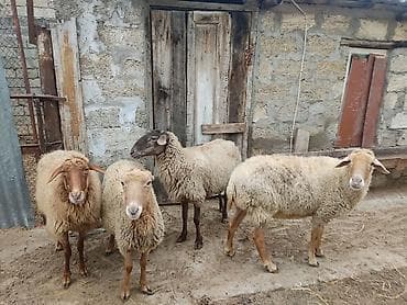 Akvariumlar: Dişi, il: 2 — 5