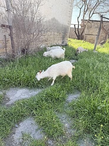 3 dənə təkə 1 çəpiş