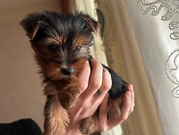 buldok iti: Yorkşir teryer, 2 ay, Erkek — 4