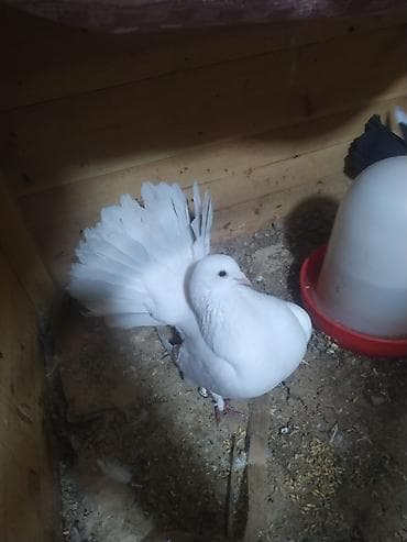 it bazarı bakı: Göyərçin pavlin — 1