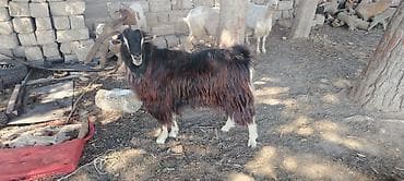 Keçilər, çəpişlər: Satılır: Keçi sürüsü - Növ: Yerli keçilər (boz, qara, ağ və qırmızı — 5