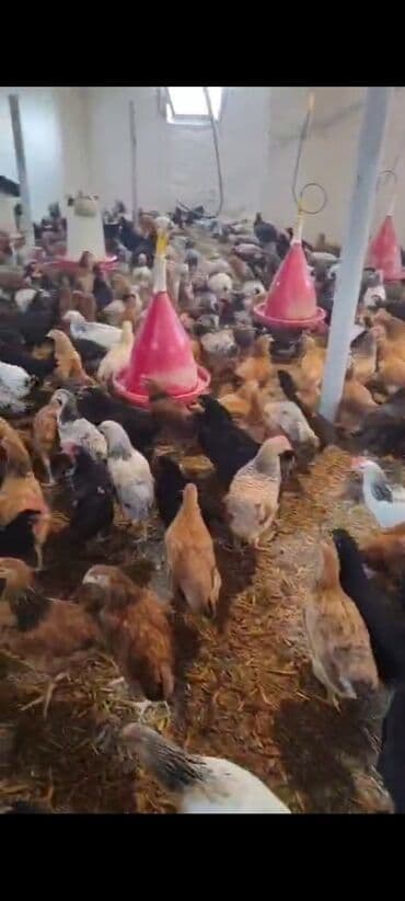 Toyuq cücələri, Damazlıq