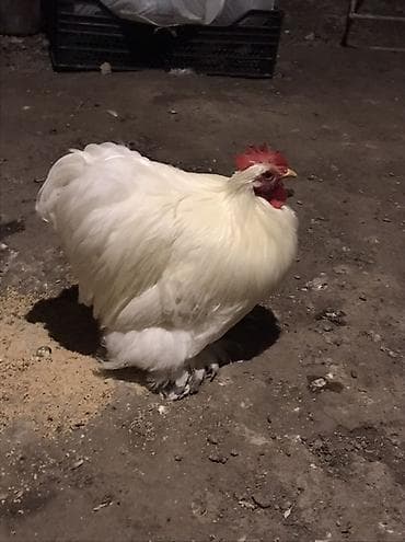 cins heyvanlar: Ağ rəngli dekorativ xoruz - Cins tipi: bantam/şəkilçi dekorativ xətt — 4