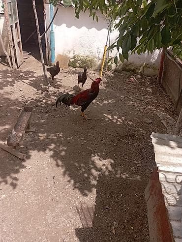 cins inekler: Aseel (Asil) cinsli toyuq və cücə sürüsü - Cins: Aseel (uzunboyun — 8