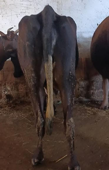 inək satışı: Salam . İvanovka mələz inəyi satiram. Təzə balali olanda 12 litr — 6