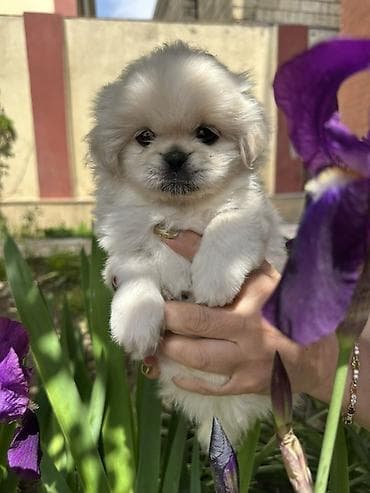 husky balası: Pekines, 1 ay, Erkek, Sənədli — 4