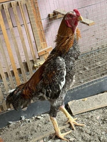 ingilis setter it cinsinin digər adı: Təmiz qan pleymut beçə bana təzə düsüb 8 aylıqdır — 2