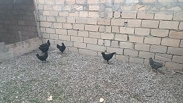 ucuz yem: Yerli həyət toyuqları dəsti - 5 ədəd qara rəngli cücəyə yaxın toyuq - — 3