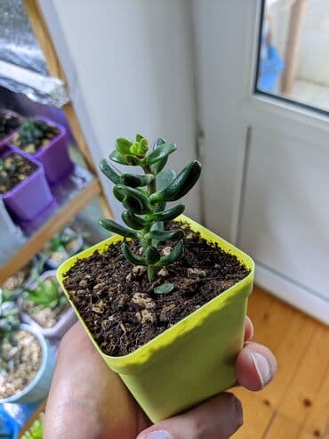 güller haqqında melumat: Sukkulentlər. Sağlam və dözümlü bitkilərdi. Uzun müddət susuz qala — 4