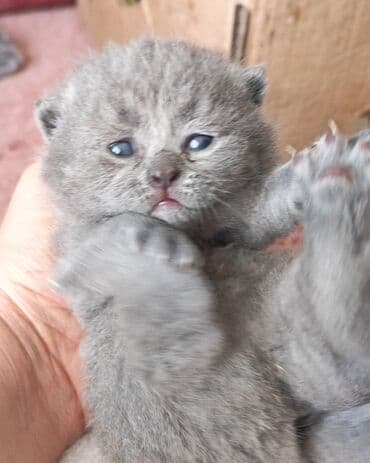 pişik ucun tualet: Şotland — 5