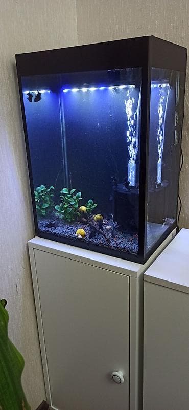 akvarium kompressor: Hündürlüyü 51.eni 27 uzunluğu 36 su tutumu 50 litr şkaf ilə balıqlar — 3