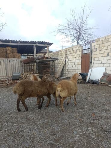 Информатика: Ягненок, Самец, месяцев: 4, 14 кг, Для мяса, Самовывоз — 6
