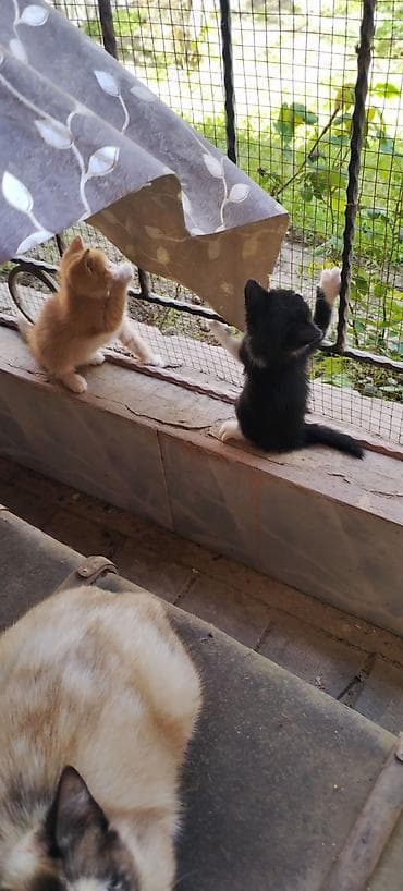 yemlər: Yaxşı əllərə — 1