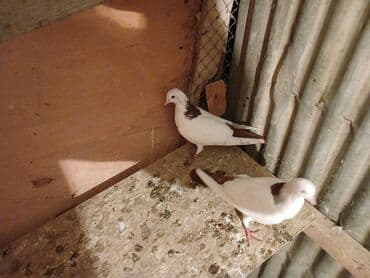 heyvanlara verilen xususi adlar: Desde qrmzi qurq Təsvir: - Rəng: ağımtıl bədən, boyun və qanadlarda — 4