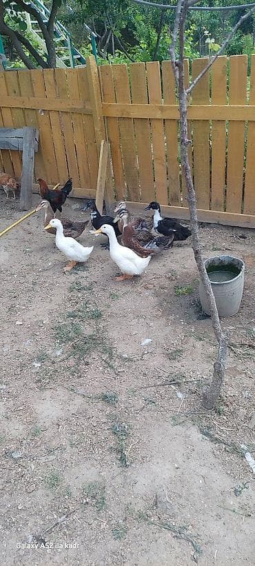 satdig quslar: Ördəklər – dekorativ və yumurta istiqamətli Təsvir: - Çeşidli rəng — 7