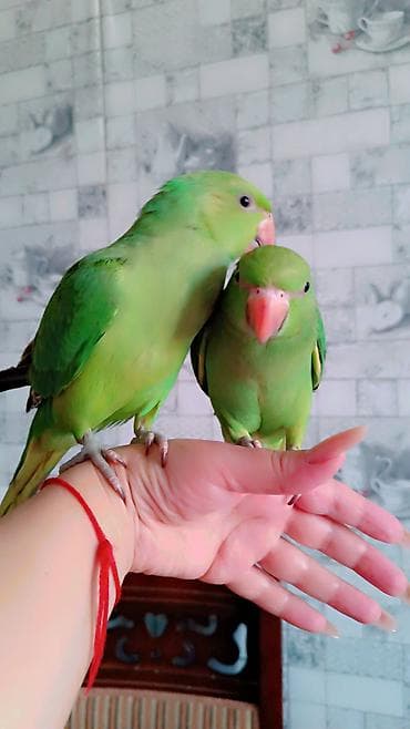 neon isiqlar: 2 ayliq erkek bala əldə bəslənib, barter yoxdur — 9