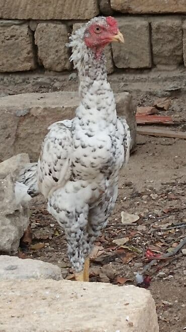 Xoruz, Heyratı, il: 1, Ünvandan götürmə