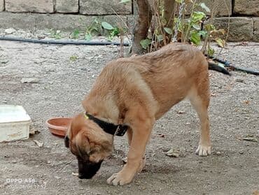 qurdbasar balaları: Qurdbasar, 3 ay, Dişi, Ödənişli çatdırılma — 7