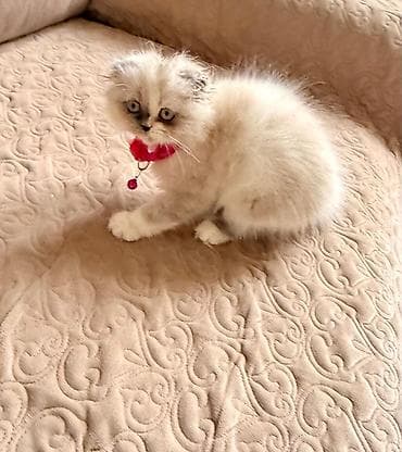 qoyun heyvan: Şotland yastı qulaq — 4