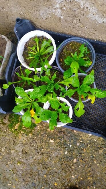 nərgiz gulu: Məhsul: Bellis perennis (İngilis çobanyastığı) – çoxillik dekorativ — 4