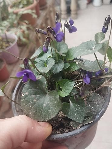 Digər işıqlandırma: Bənövşə (Violet) – qapalı və yarı kölgəli məkanlar üçün saksı bitkisi — 1