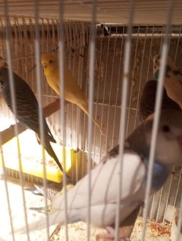 ayliq 10 azn internet: Biri 9 manat Rengbereng papuqaylar — 6