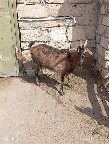 mal qara: Erkək keçi – yerli cins - Sağlam, aktiv və yemə uyğunlaşması yaxşıdır — 6