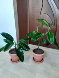 dibçək: Dibçək gülləri — 2