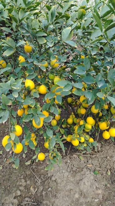 tikanlı bitkilər: Super limon irili xirdalı bir yerdən 0.20qəp — 4