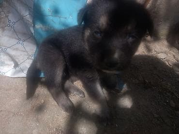 balaca sirin itler: Xaski, 1 ay, Erkek, Ünvandan götürmə — 7