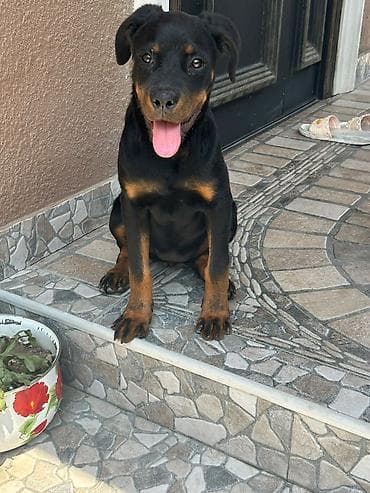 afcarka satilir: Rotveyler, 3 ay, Dişi, Peyvəndli, Ödənişli çatdırılma, Ünvandan götürmə — 2