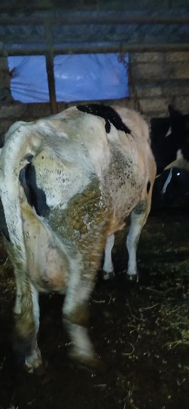 2 ayliq cuceler: Salam döşləri tutulub etlik ücün satıram — 4