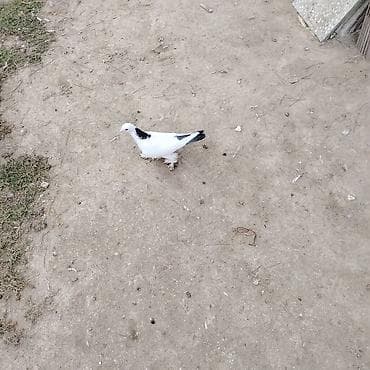 goyercin damı: Dekarativ goyercinler ikisi bir yerde olan hazir cutdu qalani baladan — 2