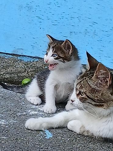cepis sekilleri: Erkək, Dişi, Yaxşı əllərə, Ünvandan götürmə — 9