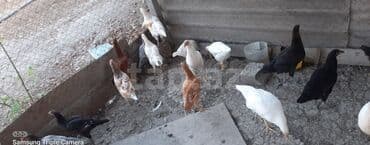 cins ineklerin qiymeti: Salam, kend colpalari satilir, suali olna yalniz vatsapa yazsin — 2