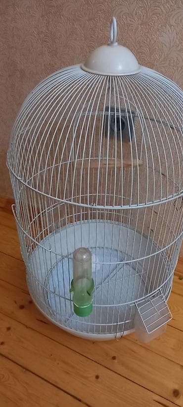 mal inək: Ela veziyyetdedi — 2