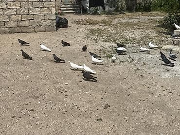 quşlar göyərçin: Salam qiymət 2.5q dən Tutulma bed rənglər satılır balalarda var — 3