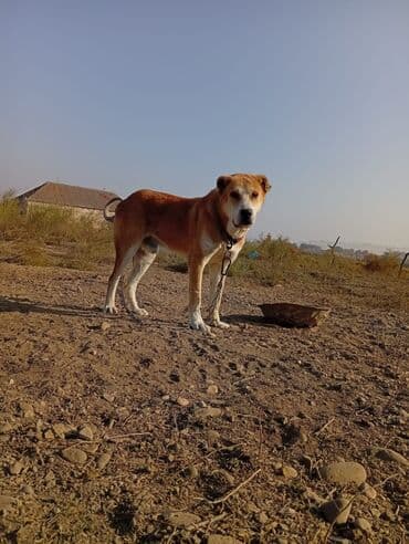 Şarj cihazları: Satılır yaş 2 yaw 3 aylığ yaxşı eləwir isdeyen wexsiye yazsin tam — 8