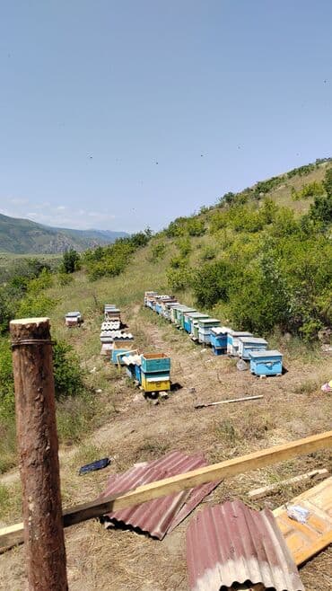 Ləpələr: QUBADLI BALI. QUBADLI rayonu ƏLİQULUUŞAGI KƏNDİNİN ƏRAZİSİNDƏKİ — 2