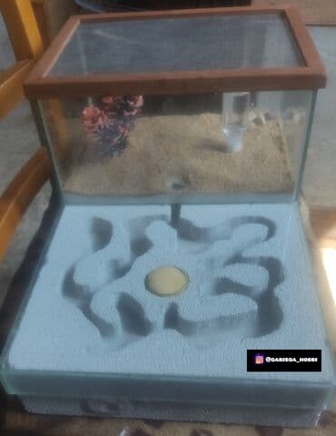 it üçün ev: Hər ölçüdə hər dizaynda qarışqa yuvaları yığılır səliqəli və təmiz — 1