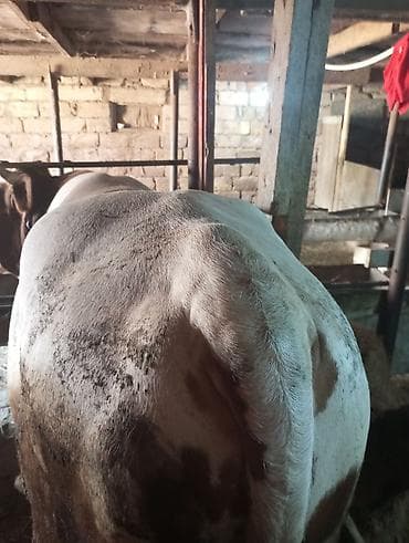 it satilir ucuz: Qurbanlığa yaralı super dana satılır kəsgi ilə16manat ayaq üsdü diri — 8
