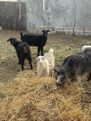 birə dərmanı: Dişi, il: 1, 30 kq, Damazlıq, Ünvandan götürmə — 4