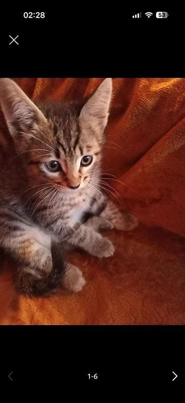 sari pisik: Tabbi, Erkək, Yaxşı əllərə, Pulsuz çatdırılma — 1
