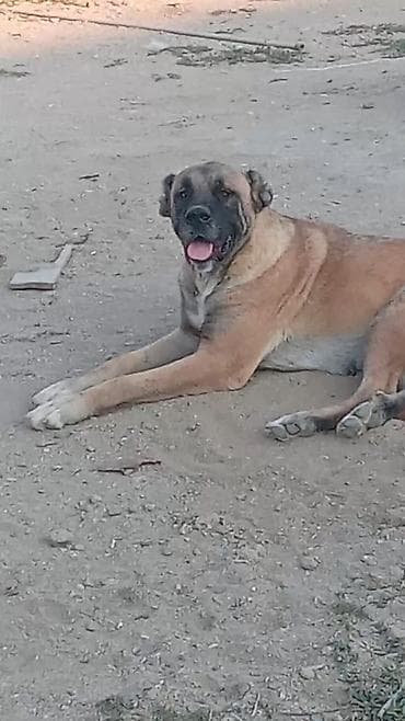 argentina dog: Dişi malakli 2 yaş bir dəfə dogub super balaya baxir — 1