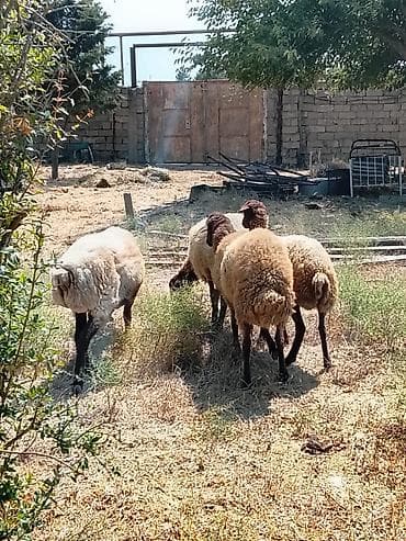 qoyun yanıbala: 1 erkəy qoç 9 aylığ 
1 erkəy toğlu 5 aylığ 
2 şişəy — 2