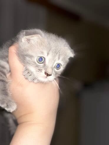 pişiyi: Şotland yastı qulaq, Ödənişli çatdırılma — 1