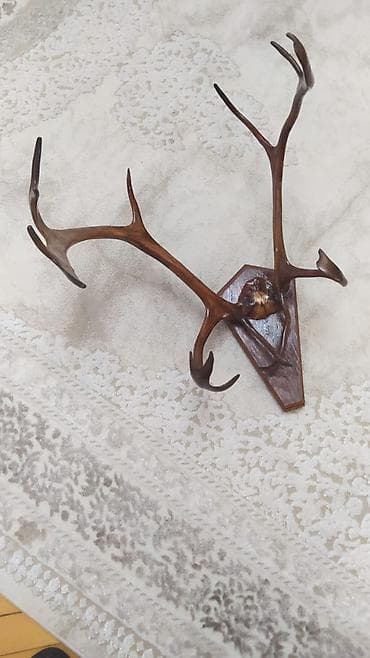 Divar üçün dekorativ buynuz kompozisiyası - Təbii maral