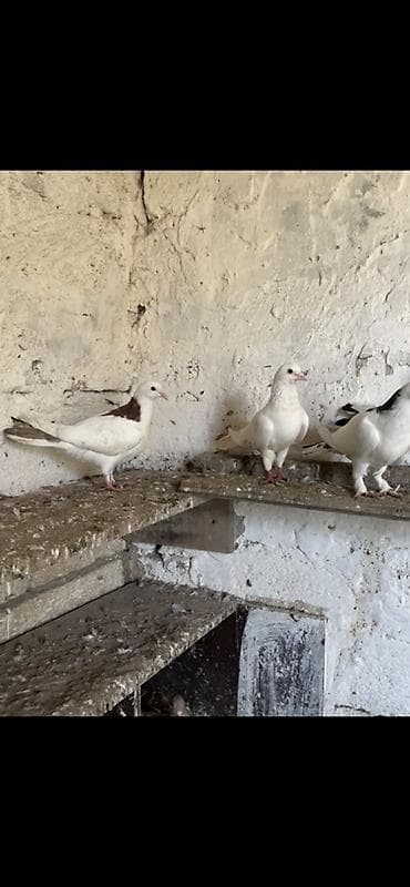 delfin göyərçin: Balaca ev göyərçin sürüsü - Növlər: əsasən ağ rəngli, bəzi quşlarda — 3