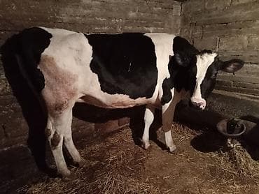 Məhsul: Qaramal və xırdabuynuzlu heyvan - İri buynuzlu: Qara-ağ — 1